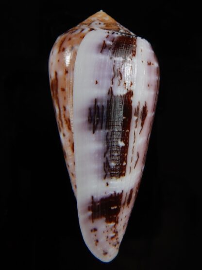 Pionoconus floccatus floccatus 58,40 mm Gem-49890