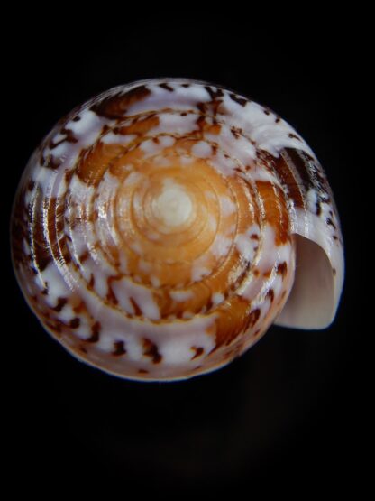 Pionoconus floccatus floccatus 58,40 mm Gem-49888