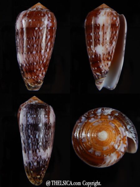 Pionoconus floccatus floccatus 60,13 mm Gem-0