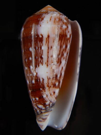 Pionoconus floccatus floccatus 60,13 mm Gem-49899