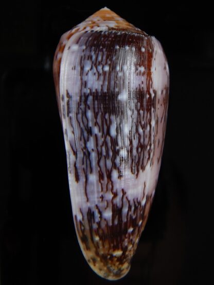 Pionoconus floccatus floccatus 60,13 mm Gem-49896