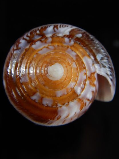 Pionoconus floccatus floccatus 60,13 mm Gem-49898