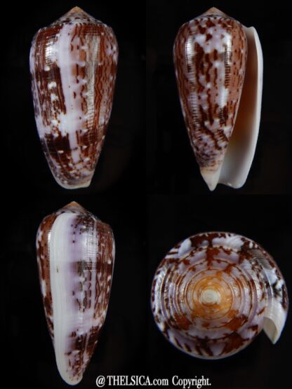 Pionoconus floccatus floccatus 62,92 mm Gem-0