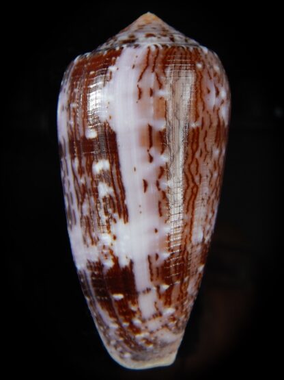 Pionoconus floccatus floccatus 62,92 mm Gem-49908
