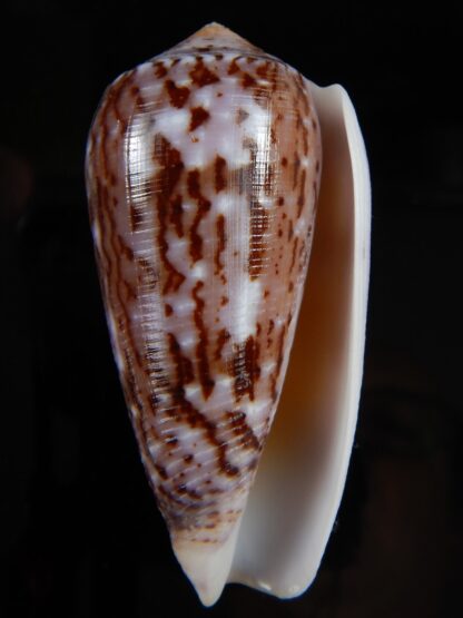 Pionoconus floccatus floccatus 62,92 mm Gem-49909