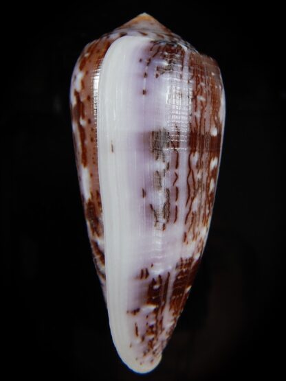 Pionoconus floccatus floccatus 62,92 mm Gem-49910