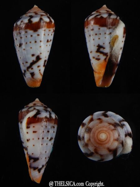 Sciteconus algoensis scitulus 21,12 mm F+++/Gem-0