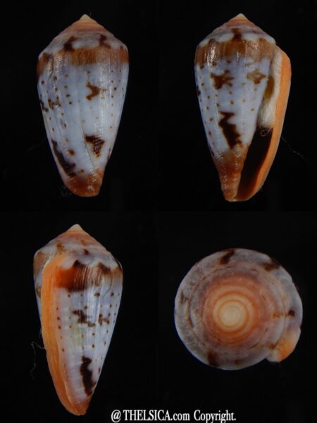 Sciteconus algoensis scitulus 24.53 mm F+++/Gem-0