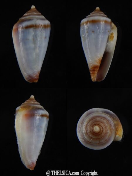 Sciteconus algoensis scitulus agulhasi 19,55 mm F+++/Gem-0