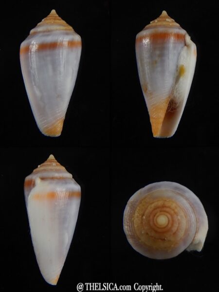 Sciteconus algoensis scitulus agulhasi 21.75 mm F+++/Gem-0