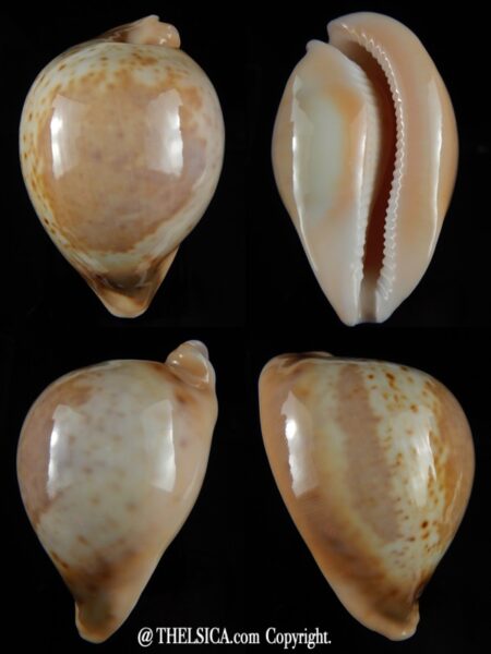 Umbilia armeniaca andreyi 76.95 mm Gem -0