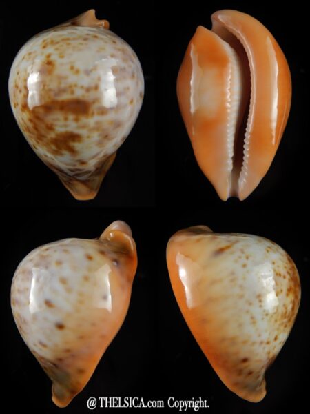 Umbilia armeniaca andreyi >>Orange base... 80,56 mm F+++/Gem -0