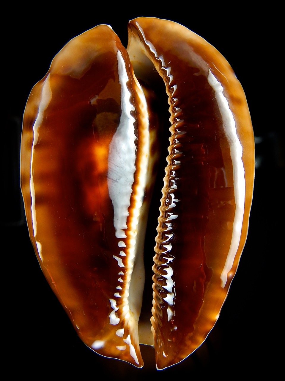 Zoila jeaniana jeaniana... Dark .. 71,58 mm Gem (-) -50036