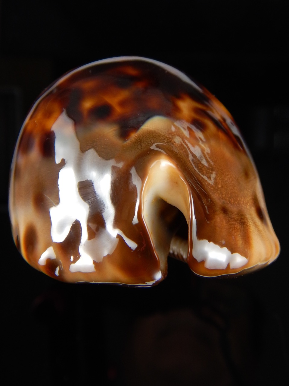 Zoila jeaniana jeaniana... Dark .. 71,58 mm Gem (-) -50032