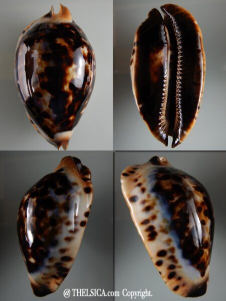 Zoila jeaniana thalamega ...Black... 90.76 mm Gem(-)-0