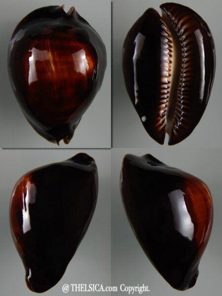 Zoila rosselli raywalkeri regularis 48,40 mm Gem-0
