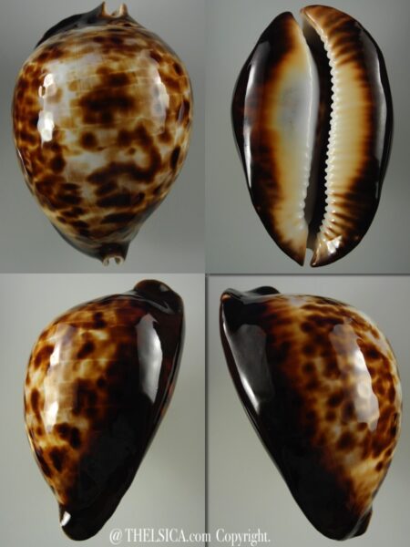 Zoila thersites Giant 84,9 mm Gem-0