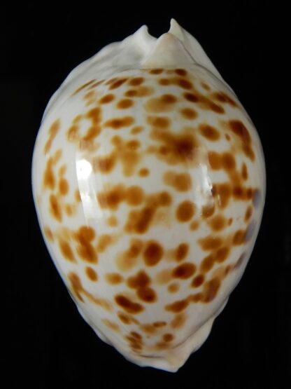Zoila orientalis raybaudii 57,23 mm Gem-50331