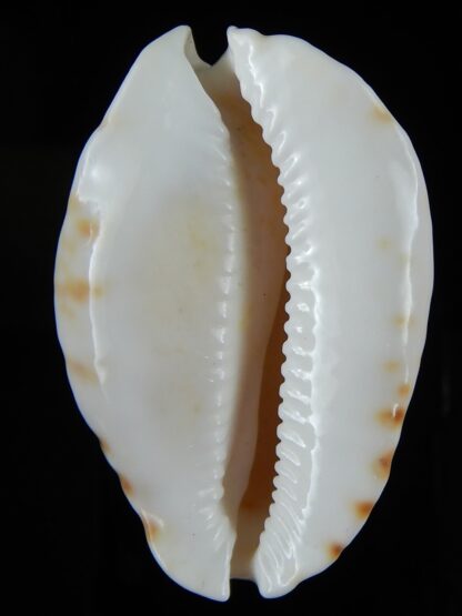 Zoila orientalis raybaudii 57,23 mm Gem-50332