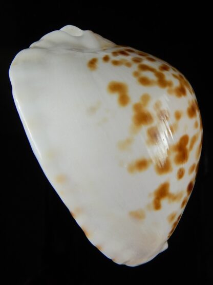 Zoila orientalis raybaudii 57,23 mm Gem-50334