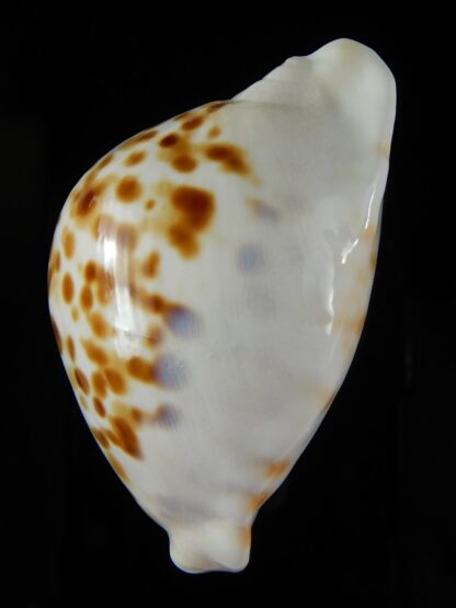 Zoila orientalis raybaudii 57,23 mm Gem-50335