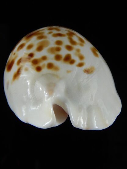 Zoila orientalis raybaudii 57,23 mm Gem-50337