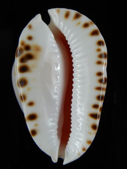 Zoila marginata albayensis 56.42 mm Gem-50345
