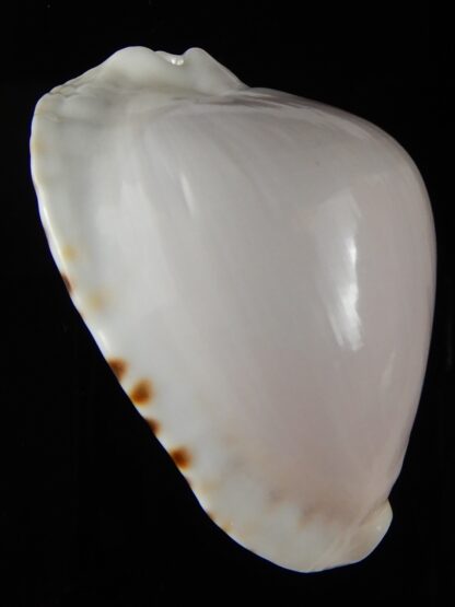 Zoila marginata albayensis 56.42 mm Gem-50349