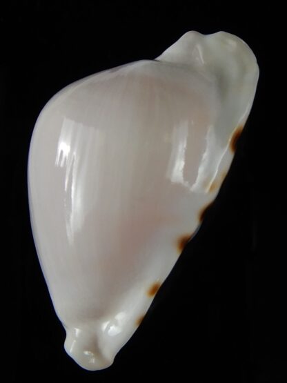 Zoila marginata albayensis 56.42 mm Gem-50346