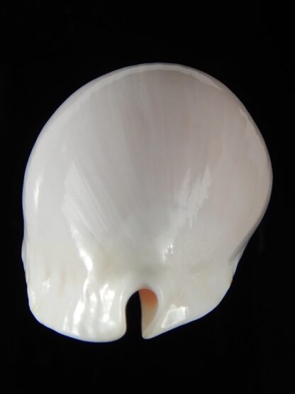 Zoila marginata albayensis 56.42 mm Gem-50347