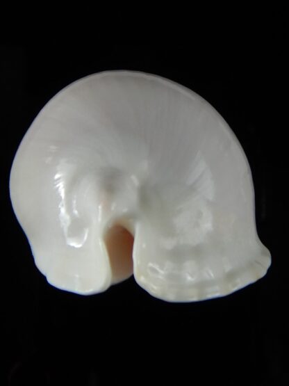 Zoila marginata albayensis 56.42 mm Gem-50350