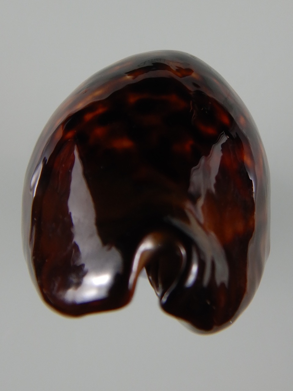 Zoila decipiens suprasinum ... Giant... 65,59 mm Gem-50259