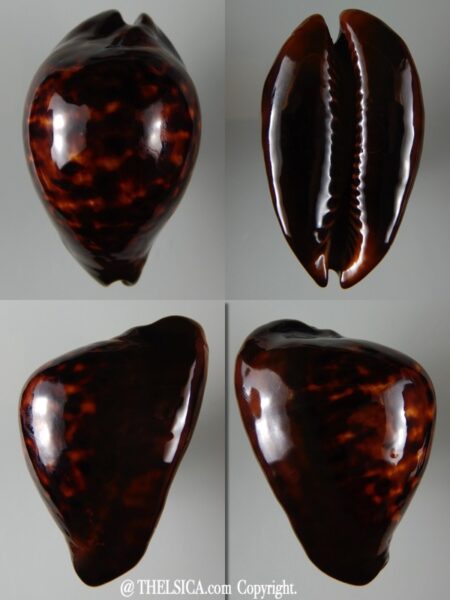 Zoila decipiens suprasinum ... Giant... 65,59 mm Gem-0