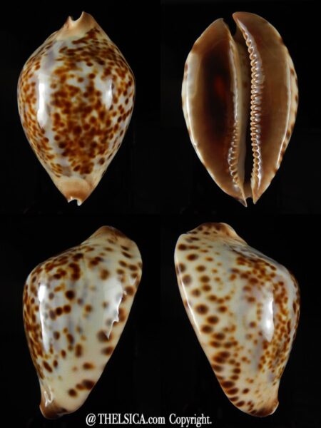 Zoila jeaniana sherylae 71 mm Gem-0