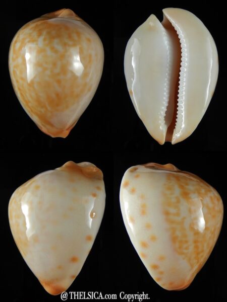 Zoila jeaniana aurata..DWARF... 60.86 mm Gem-0