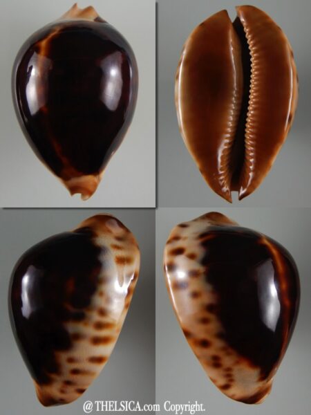 Zoila jeaniana jeaniana ..Black... 72.66 mm Gem-0