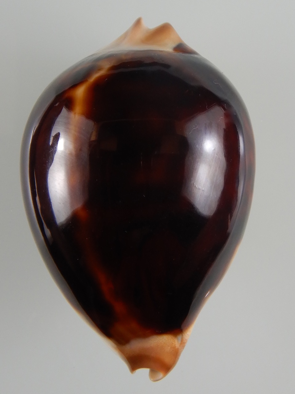 Zoila jeaniana jeaniana ..Black... 72.66 mm Gem-50213