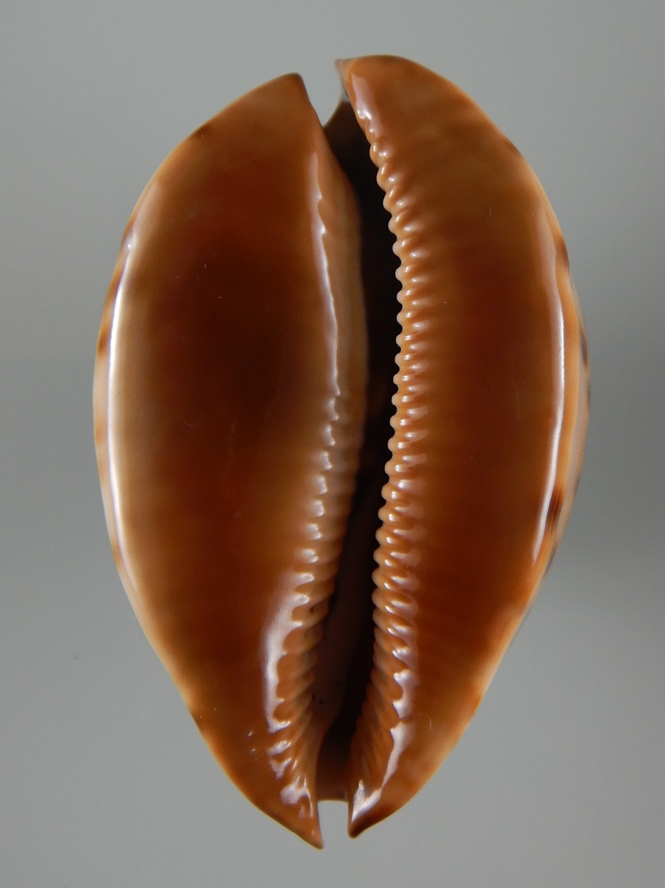 Zoila jeaniana jeaniana ..Black... 72.66 mm Gem-50214