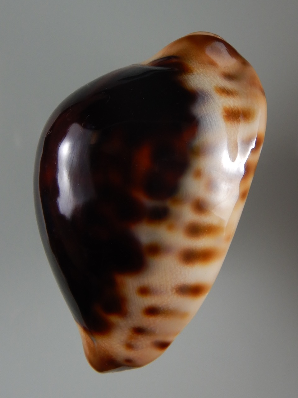 Zoila jeaniana jeaniana ..Black... 72.66 mm Gem-50218