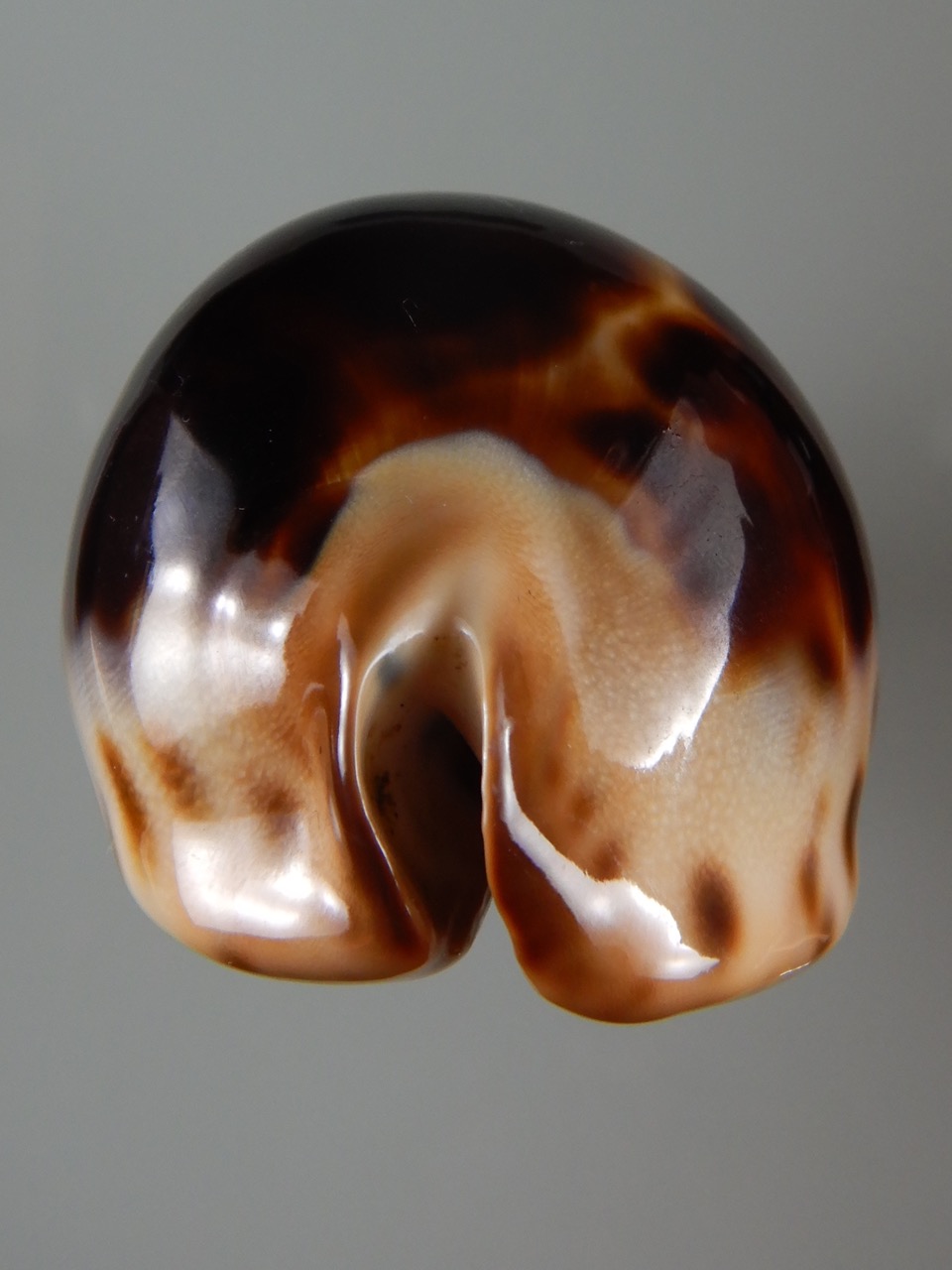 Zoila jeaniana jeaniana ..Black... 72.66 mm Gem-50215