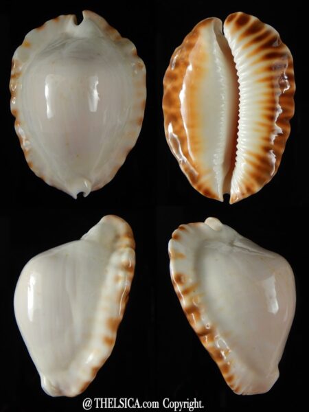 Zoila ketyana hypermarginata 53,57 mm Gem -0