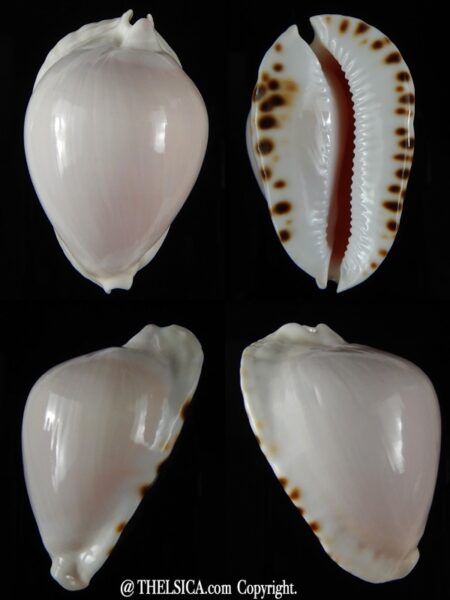 Zoila marginata albayensis 56.42 mm Gem-0