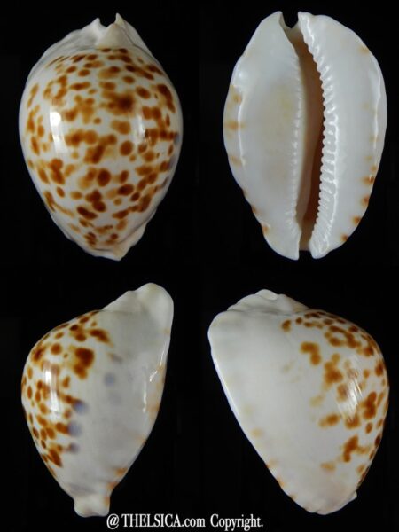 Zoila orientalis raybaudii 57,23 mm Gem-0