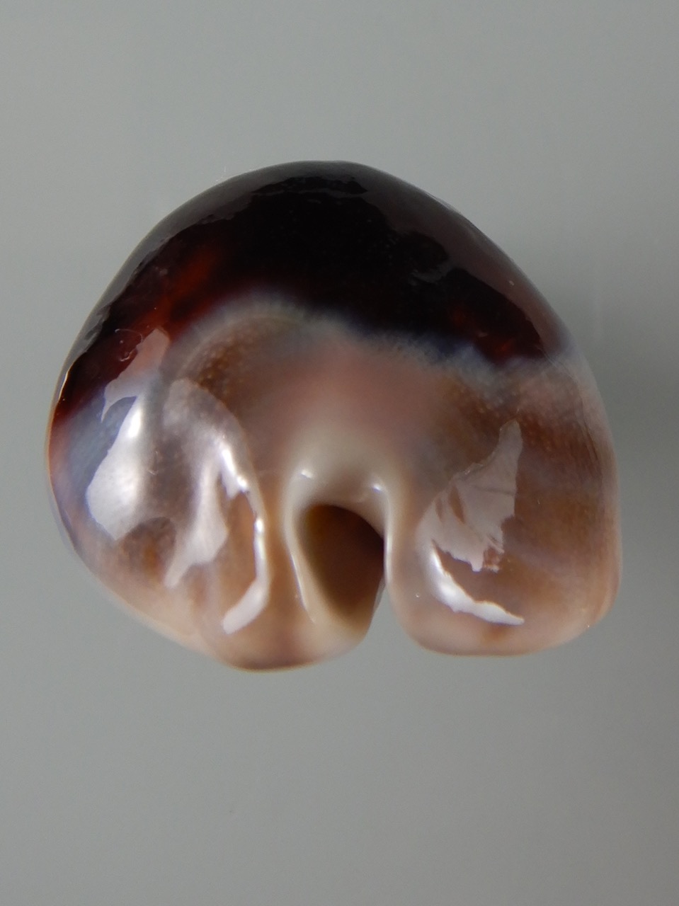 Zoila venusta episema sorrentensis ... Black... 61,67 mm F+++/Gem-50229