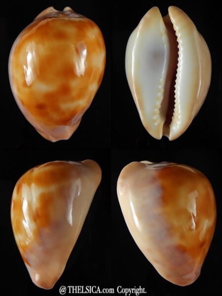 Zoila venusta episema sorrentensis ... Gold... 60.78 mm Gem (-)-0