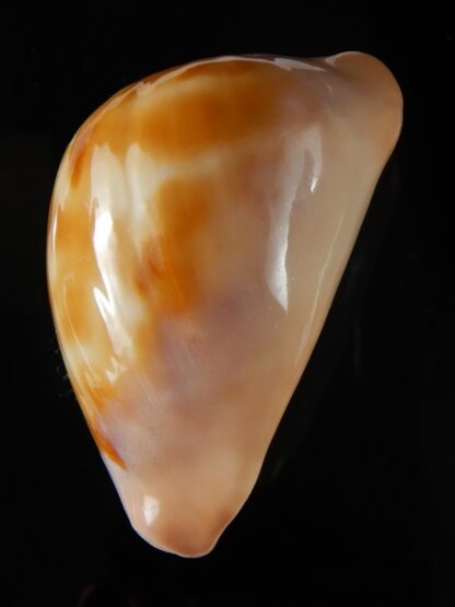 Zoila venusta episema sorrentensis ... Gold... 60.78 mm Gem (-)-50245