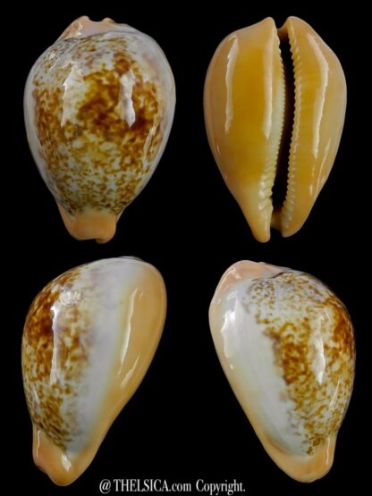 Austrasiatica langfordi cavatoensis 46,6 mm F+++/GEM-0