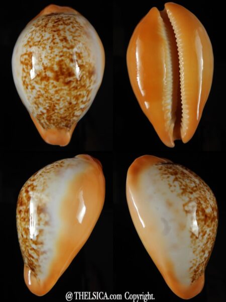 Austrasiatica langfordi cavatoensis 51.86 mm Gem-0
