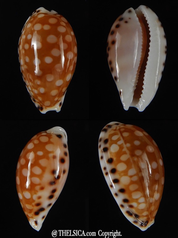 Cribrarula astaryi ... Big Size ... 21,36 mm Gem-0