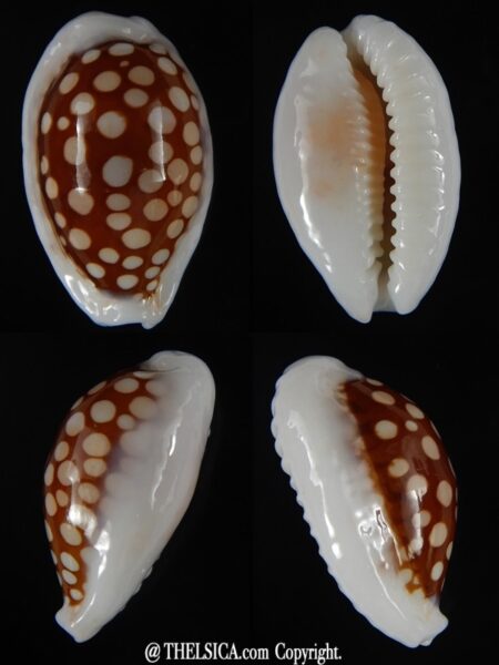 Cribrarula cribraria cribraria ..Very callous ... 25,29 mm Gem-0